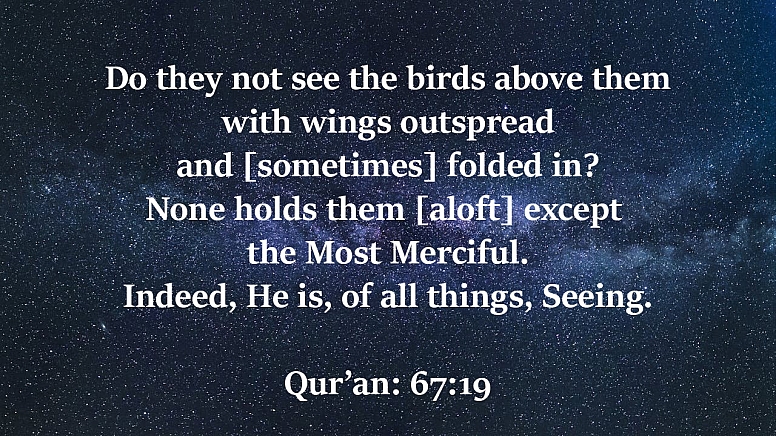 do they not see the birds above them