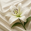 The Importance of Marriage in Islam: Strengthening the Bonds of Love